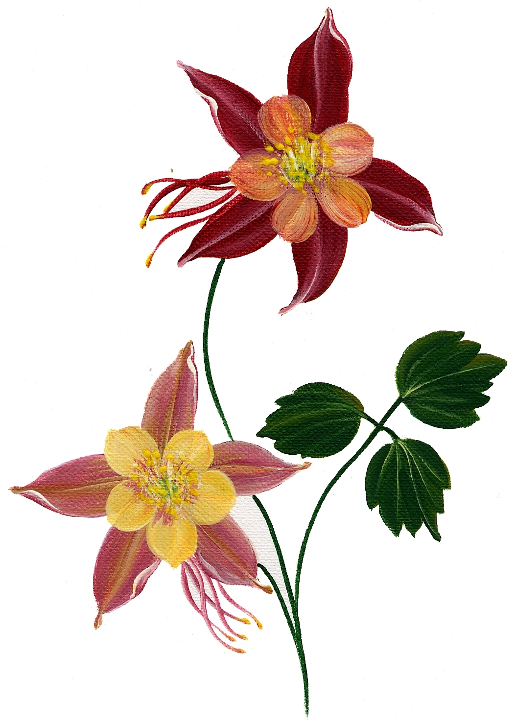 Columbine Bakery